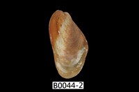 藏品(菲律賓雲雀蛤)的圖片